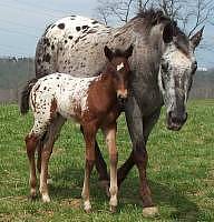 2002 Filly by Bee