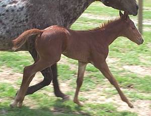 click here to see our 2002 Foals!