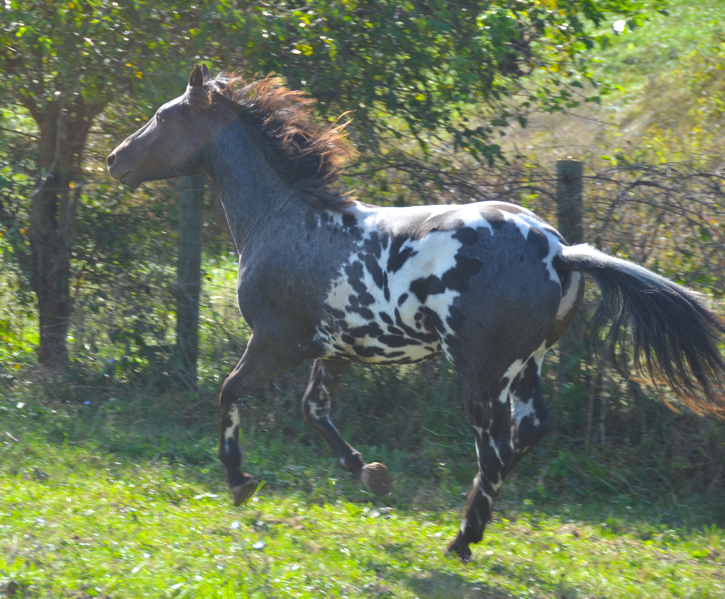 Palisades Appaloosas Stallions Services