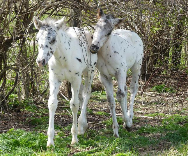 Appaloosa – Homestead on the Range